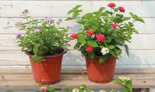 原神地铁爆料视频大全最新,揭秘游戏新内容与精彩瞬间 第2张 原神地铁爆料视频大全最新,揭秘游戏新内容与精彩瞬间 第2张