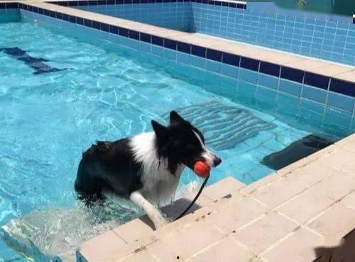 黄狗水池爆料视频播放,揭秘惊人真相  第3张