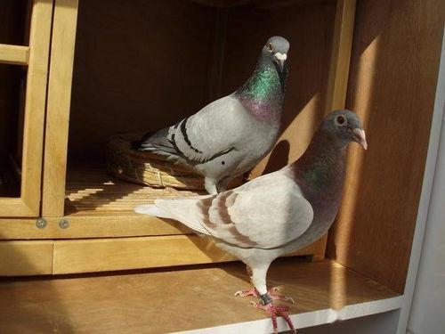 网红吃瓜鸽子图片大全,趣味瞬间大盘点  第2张